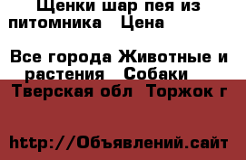 Щенки шар-пея из питомника › Цена ­ 15 000 - Все города Животные и растения » Собаки   . Тверская обл.,Торжок г.